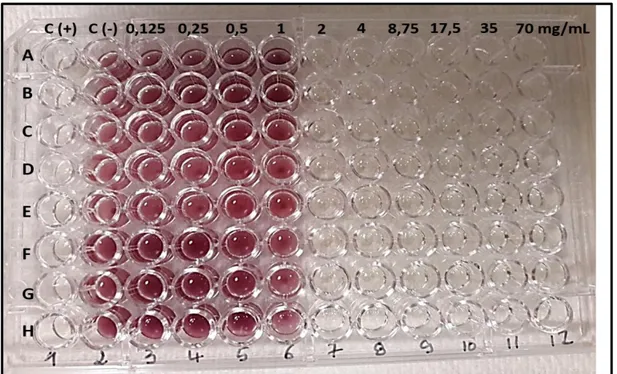 Figure 20. Plaque à 96 puits utilisée pour la détermination des CMI et CMB.