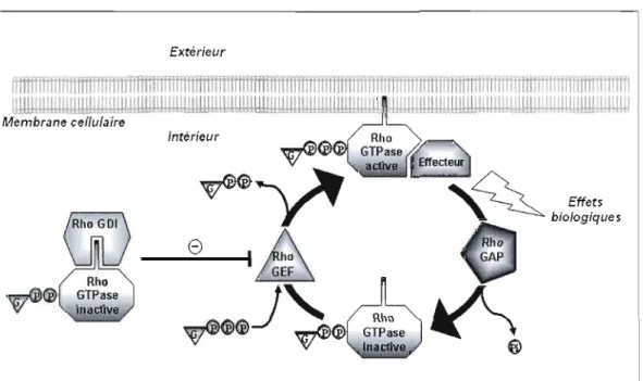 Figure 1.5  Le cycle moléculaire des Rho GTPases 
