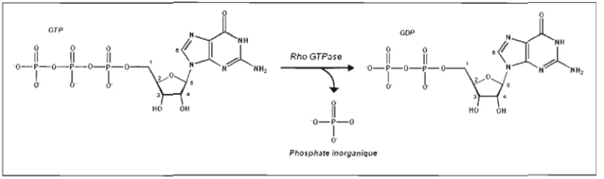 Figure 1.6  Hydrolyse du  GTP en GDP par la  Rho GTPase 