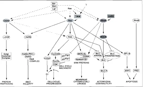 Figure 1.9  Voies  potentielles  dans  lesquelles  les  Rho  GTPases  (Cdc42 ,  Rac  et  RhoA)  influencent les  processus tumoraux 