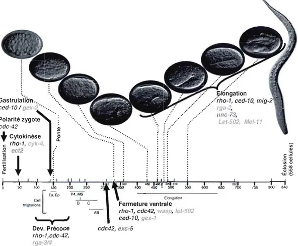 Figure 2.2  Implication  de  la  famille  des  Rho  au  cours  du  développement  embryonnaire  du  nématode  C