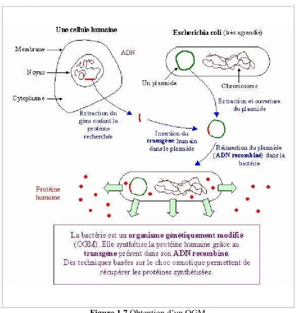 Figure 1.7 Obtention d’un OGM 