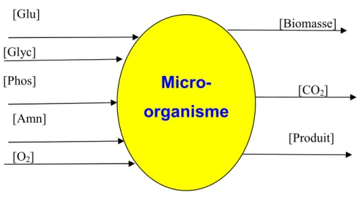 Figure 2.1 Comportement du micro-organisme lors de sa fermentation 