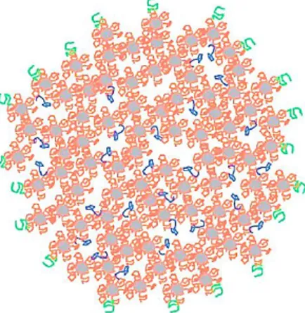 Figure 1 : Représentation schématique d’une micelle de caséine. Les nanoclusters de  phosphate de calcium (gris) sont liés aux caséines   s1-  et  s2-  (orange)