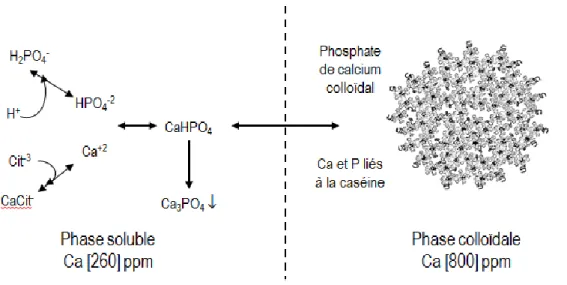 Figure 2: Les équilibres salins du lait entre les phases soluble et colloïdale (adapté de [22])