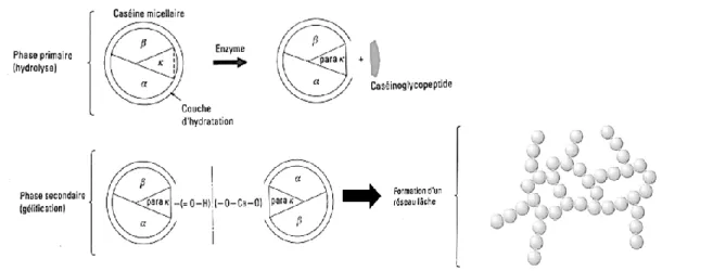 Figure 4 : Les phases de la coagulation enzymatique du lait et la formation du réseau  (adapté de [14])