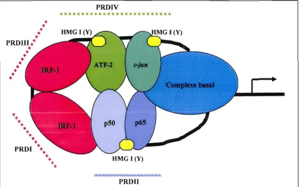 Figure  1.1.  Modèle  du  complexe  enhanceosome  activant  le  gène  de  l'IFN-p.  Les  grandeurs  relatives  des  protéines  et  la  longueur  des  domaines  d'ADN  ne  sont  pas  à  l'échelle