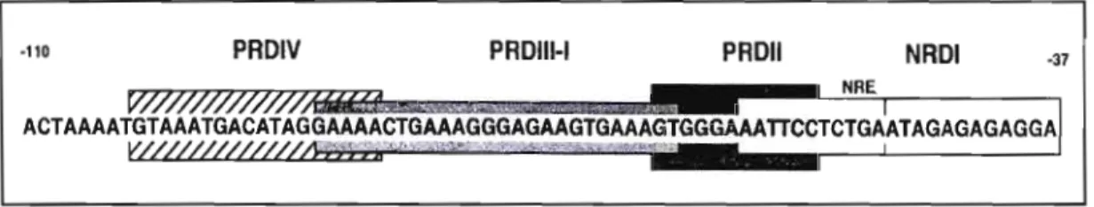 Figure  1.2.  Organisation  des  domaines  PRD,  NRD  et  de  l'élément  NRE  dans  la  séquence du promoteur de  l'IFN-~