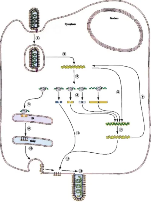 Figure  1.5. Représentation schématique du cycle de réplication de VSV.  (Tiré de  Flint  et al., 2000) 