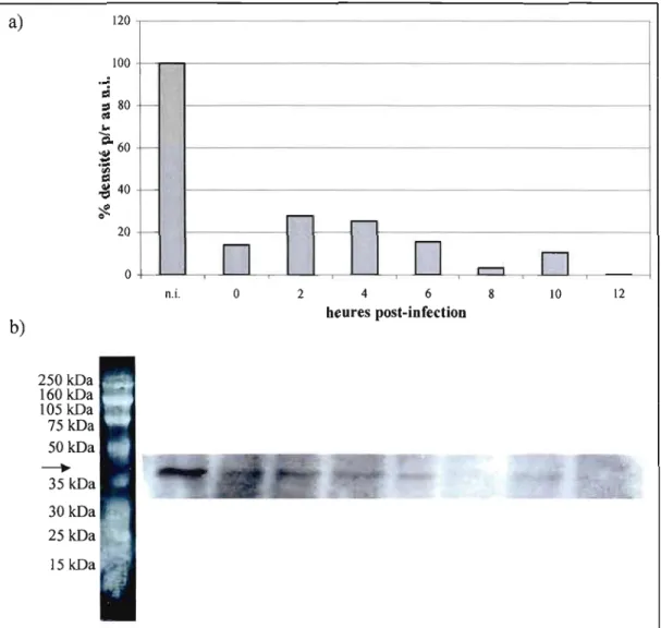Figure  3.4.  Expression de  la protéine  hcBa.  à différentes  heures  (hres)  post-infection  (p.i.)  dans  les  cellules HeLa infectées à une  multiplicité de  10  pfu/cellule par le  virus  HR