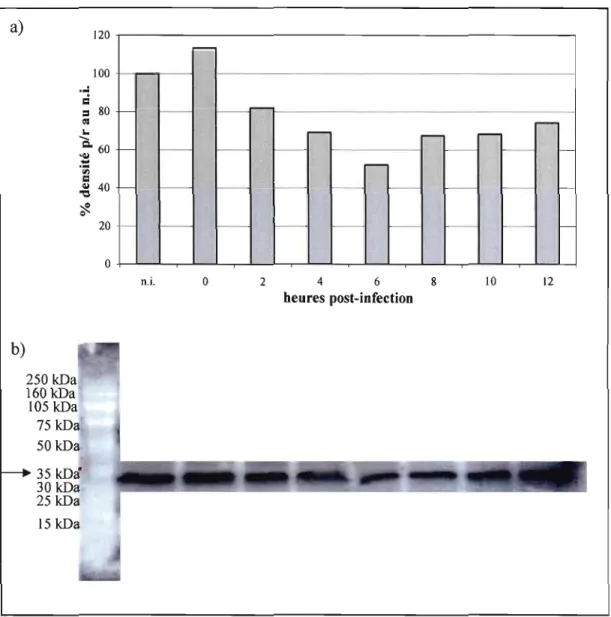 Figure  3.5.  Expression  de  la  protéine  hcBa  à  différentes  heures (hres)  post-infection  (p.i.) dans  les cellules HeLa infectées à  une  multiplicité de  10  pfu/cellule par le  virus  T1026