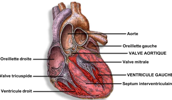 Figure  I.1.  Anatomie du  cœur,  adaptée  de :  Heart  par H.  Heikenwaelder  sous  licence  Creative Commons Attribution-Share Alike 2.5 Generic