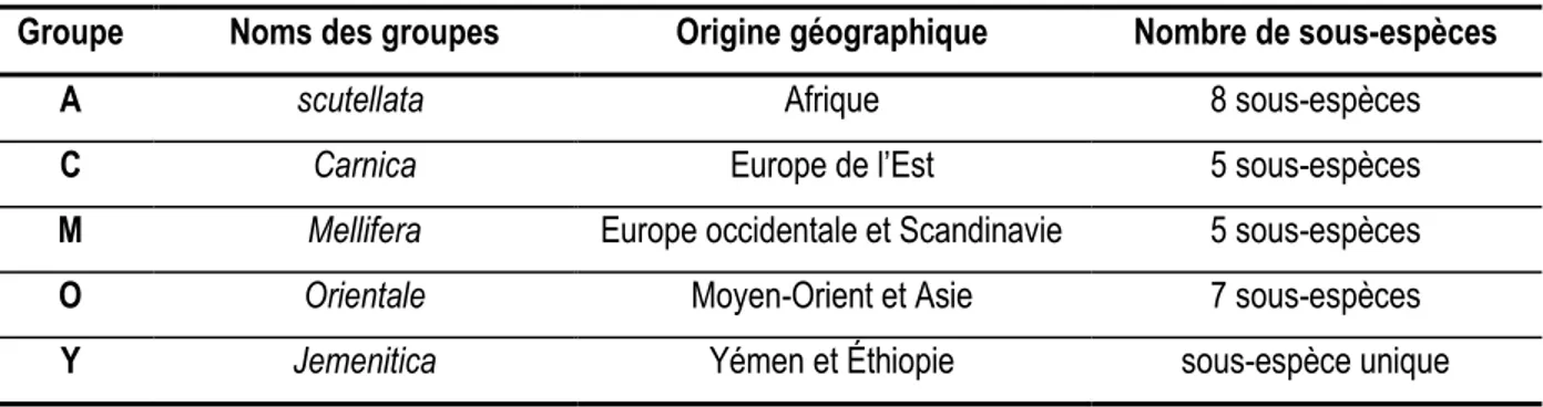 Tableau I. Répartition des sous-espèces d’Apis mellifera en groupes selon leurs origines géographiques
