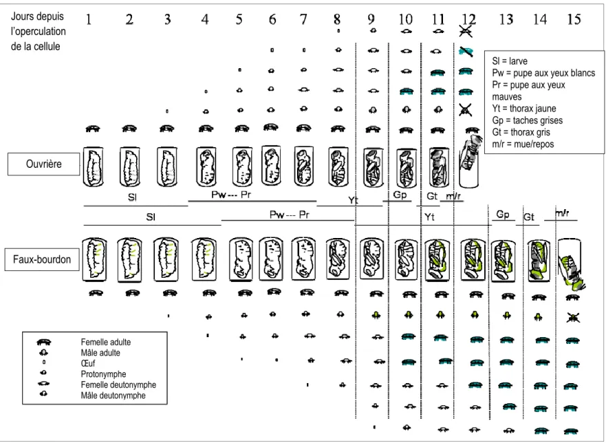 Figure 4. Caractéristiques des stades de développement du couvain d’Apis mellifera et les stades de développement attendus de la progéniture du  Varroa associés (adapté de COLOSS BEEBOOK volume I: Standard methods for Apis mellifera Research)