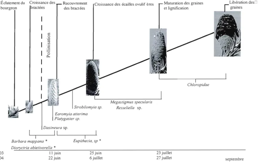 Figure 2.4.  Périodes  d'attaque des  cônes de sapin baumier, des  différentes  espèces de  conophytes répertoriées  dans  l'étude, dans une  sapinière boréale