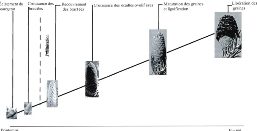 Figure  1.1.  Développement du cône femelle  chez le  sapin baumier, au  cours de  la  2 e  année du  cycle de développement, soit entre  l'éclatement du  bourgeon, au  printemps, et l'ouverture du  cône, à la fin  de  l'été