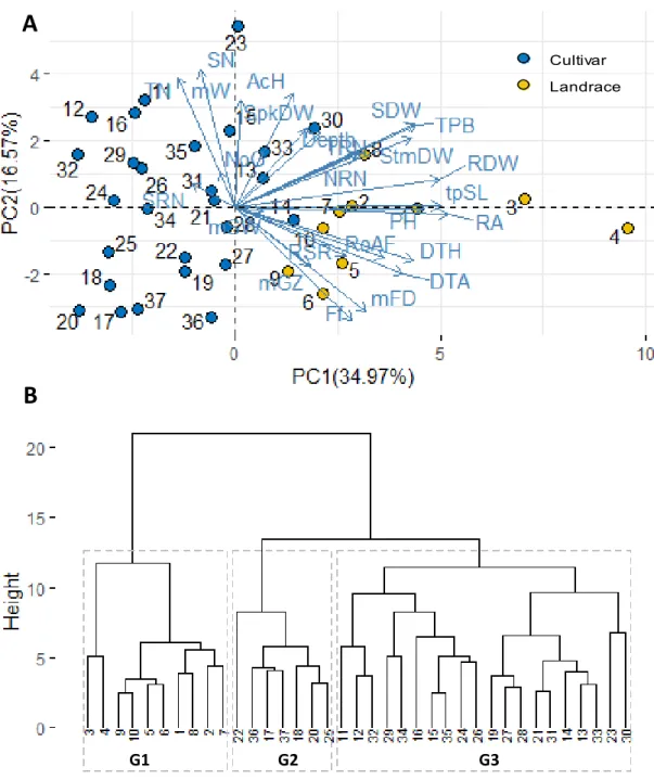 Figure 4.3. Biplot of the principal component (A) and hierarchical analysis (B) of shoot and  root traits recorded in shovelomics experiment