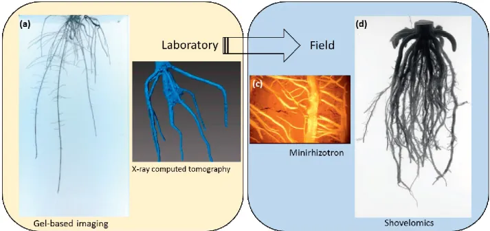 Figure 1.2. Approaches for phenotyping root system architecture in the lab and the field