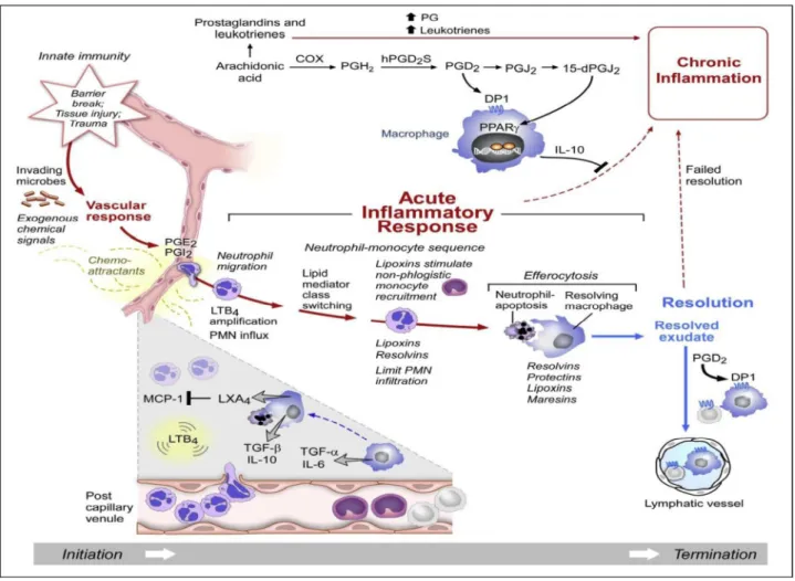 Fig. 4: Steps of acute inflammatory response (Buckley et al., 2014). 