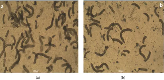 Figure 9: Optical micrographs of (a) 5 wt% t-PAfs/PP composite and (b) 5 wt% t-PAfs/5 wt% f-Na-MMT/PP hybrid composite.