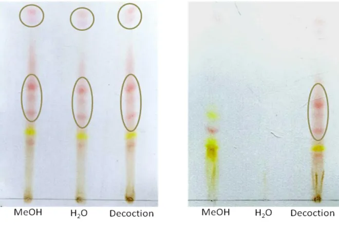 Figure 7. TLC fingerprint of A: R. alaternus bark extracts and B: R. alaternus leaves extracts  sprayed with 10% alcoholic potassium hydroxide solution
