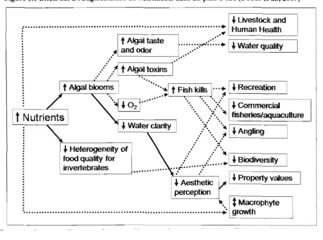 Figure 1.1  Effets liés à  l'augmentation de nutriments dans un  plan d'eau (Dodds et aL, 2009) 