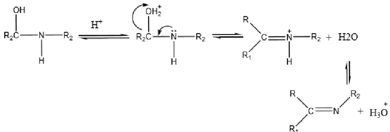 Figure 3 : Réaction déshydratation d’une base de Schiff catalysé par un acide                            (Abu-Dief et al., 2015; Tadele, 2017)