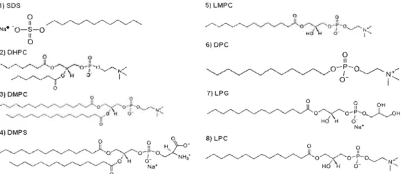 Figure  1.6.  Structure  de  différents  surfactants  et  lipides  couramment  utilisés  en  RMN