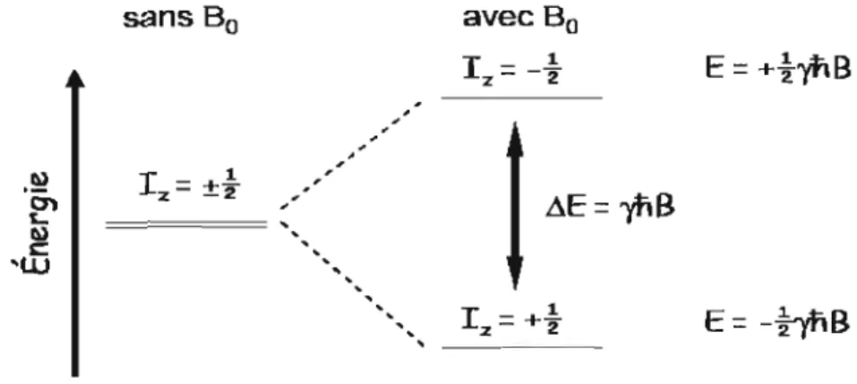 Figure 2.2 : Différents niveaux d'énergie pour un  noyau  de  spin  }i  avec ou  sans  champ  magnétique B o [23]
