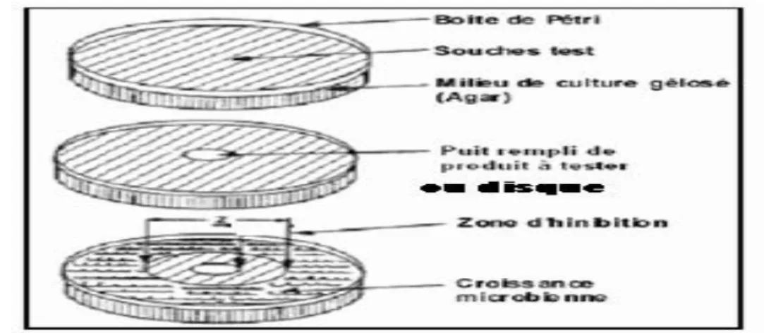 Figure I.34: Illustration de la méthode de diffusion sur boîte de Pétri.
