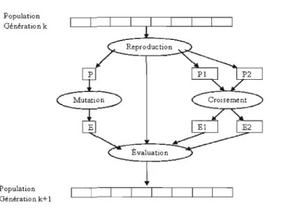 FIGURE  2.3  Principe général  de  l'évolution  d'une  population d'un algorithme génétique  (4)