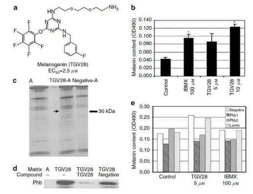 Figure  16.  Identification  d'un  agent  améliorant  la  pigmentation  qui  se  lie  à  la  prohibitine
