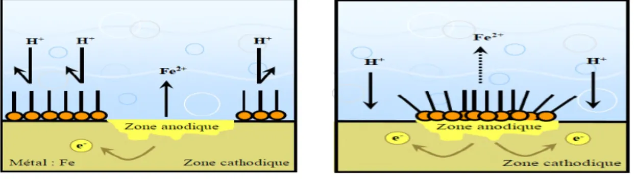 Figure I.1. Formation des couches barrières cathodiques (a) et anodiques (b) interférant avec les réactions électrochimiques, dans le cas d'une étude en milieu acide.