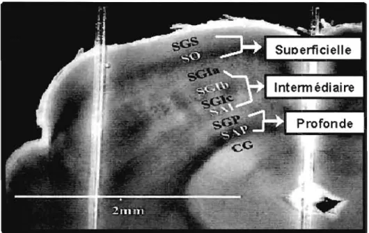 Figure  1.2:  Coupe  coronale  du  collicule  superieur  du  rat.  Les  couches  superficielles  sont  formées  de  la  couche  stratum  griseum  (SGS)  et  de  la  couche  stratum  opticum  (SO)