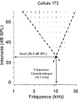 Figure  3.1  :  Exemple  de  syntonisation  du  taux  de  réponse  d'un  neurone  aux  fréquences et  à  l'intensité sonore enregistré chez rat adulte