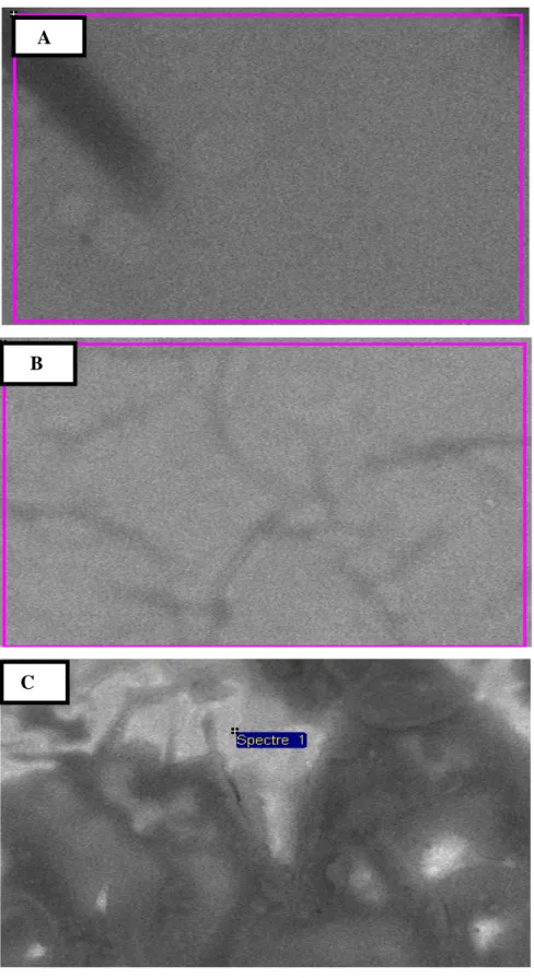 Figure III-9: Clichés obtenus par microscopie électronique à balayage pour des électrodes  modifiées par un dépôt de films de polypyrrole, (A) Poly-1b/OIE, (B) Poly-2b/OIE et (C) 
