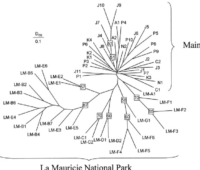 Figure 2-3 Neighbour-joining tree relating the 30 populations sampled in Maine and also incorporating La Mauricie National Park (Québec, Canada) populations