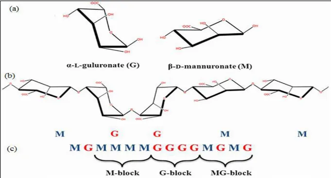 Figure I.4: Structure et composition de l’alginate : (a) monomères d’acides uroniques M et G,  (b) conformation des chaines et (c) distribution des blocs GG, MM et MG (Juárez et al., 