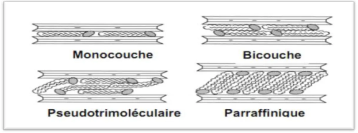 Figure 7 : Conformations probables des ions alkyl- ammonium à la surface des feuillets  (Lagaly, 1986) 