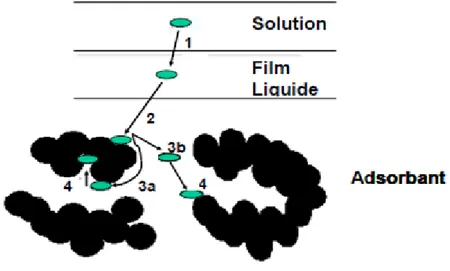 Figure 9: les différentes étapes d’adsorption 