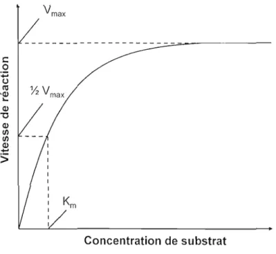 Figure 2.3  : Représentation graphique de  la courbe de saturation de  Michaelis -Menten 