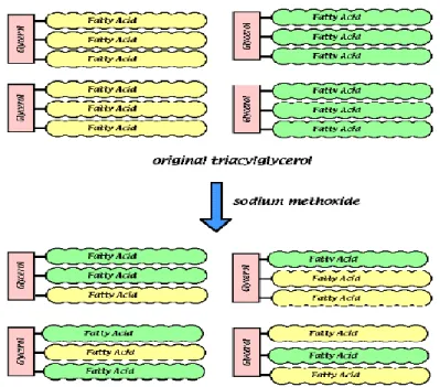 Figure 3.23 : les différentes réactions de l’interestérification. 