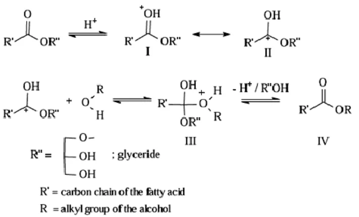 Figure  3.26 :  mécanisme  réactionnel  de  la  transestérification  d’une  mono  glycéride  catalysée par un acide. 
