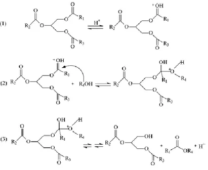 Figure  3.27 :  mécanisme  réactionnel  de  la  transestérification  d’une  huile  végétale  catalysée par un acide. 
