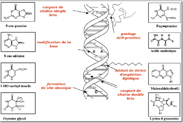 Figure I. 5. Lésions de l’ADN formées par attaque radicalaire du patrimoine  génétique des cellules [75] 