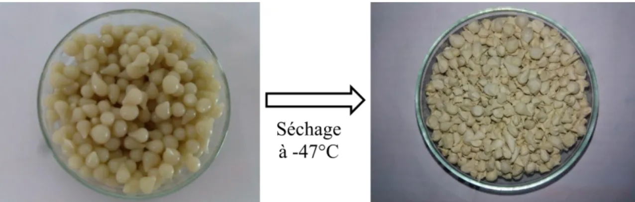 Figure 2. 7 Les billes  de bentonite-chitosane avant et après séchage. 