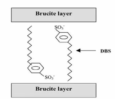 Figure III-5 : schéma montrant l’arrangement possible du SDBS dans LDH. 