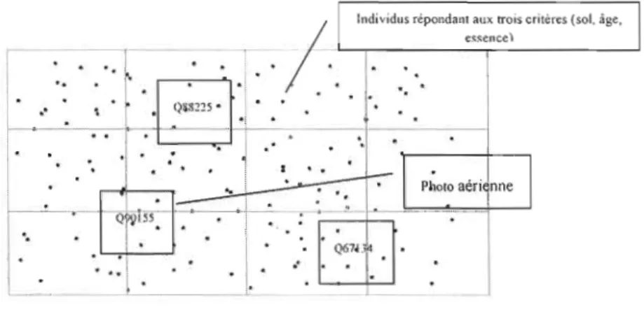 Figure 2.2. Exemple de  procédure de sélection des  photos,  après échantillonnage des  individus répondant aux trois  critères d'échantillonnage, essence, type de sol  et âge  du  peuplement