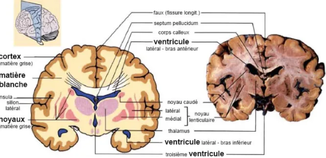 Figure 3: Différentes structures du cerveau. 
