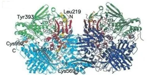 Fig.  1.  Molecular  structure  of  the  XDH.  XDH  dimer  divided  into  the  three  major  domains  and  two  connecting  loops